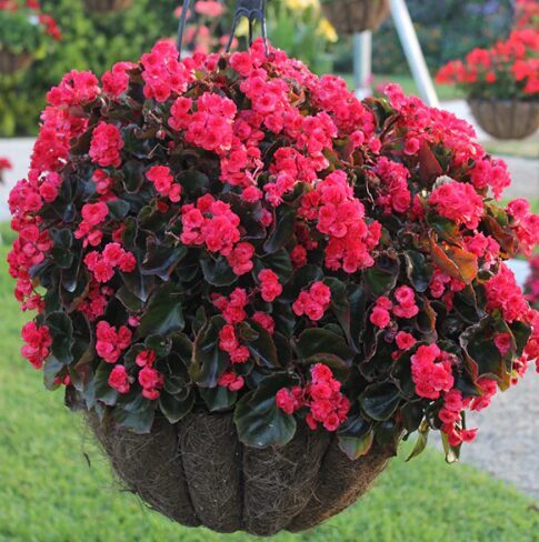 Leduspuķe 'Doublet Rose'
